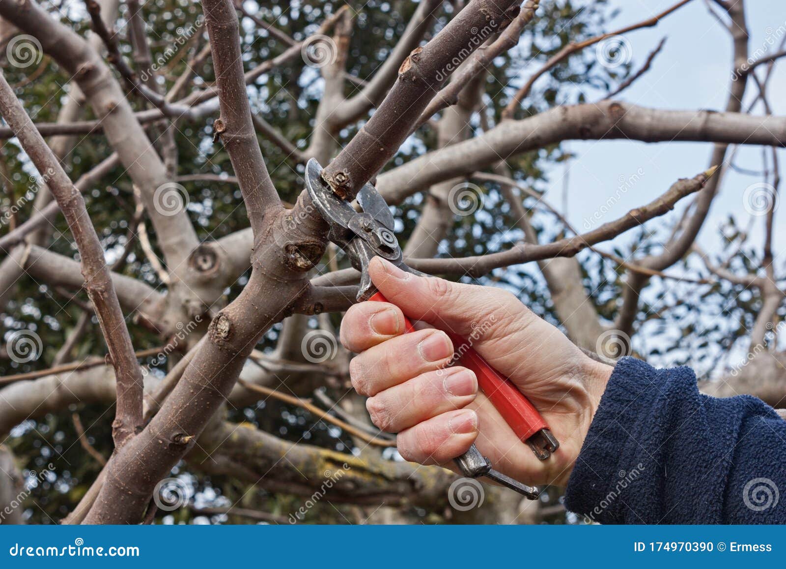 Pruner Cutting a Branch with Shears Stock Photo Image of branch, secateurs 174970390