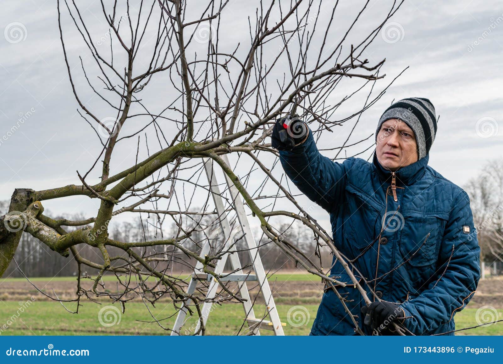 pruning apple trees download pruning apple trees download