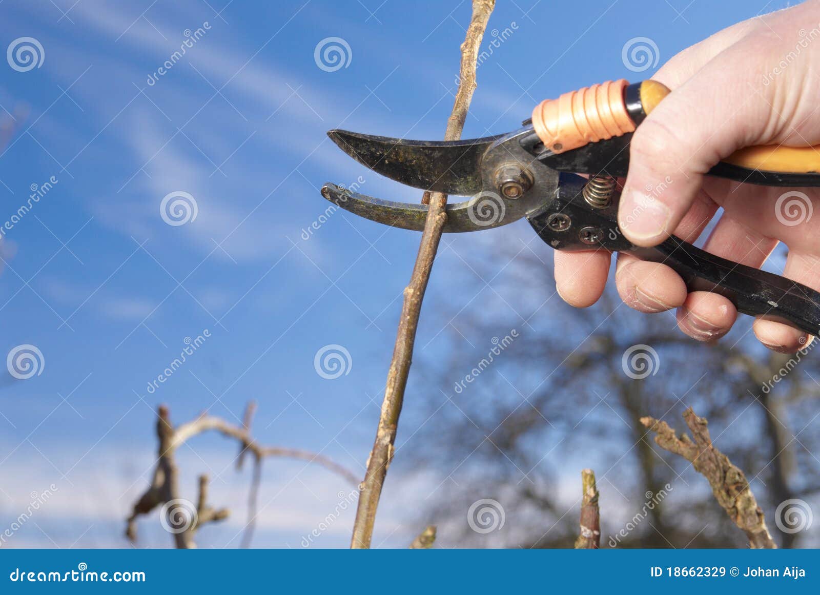 free download pruning apple trees free download pruning apple trees