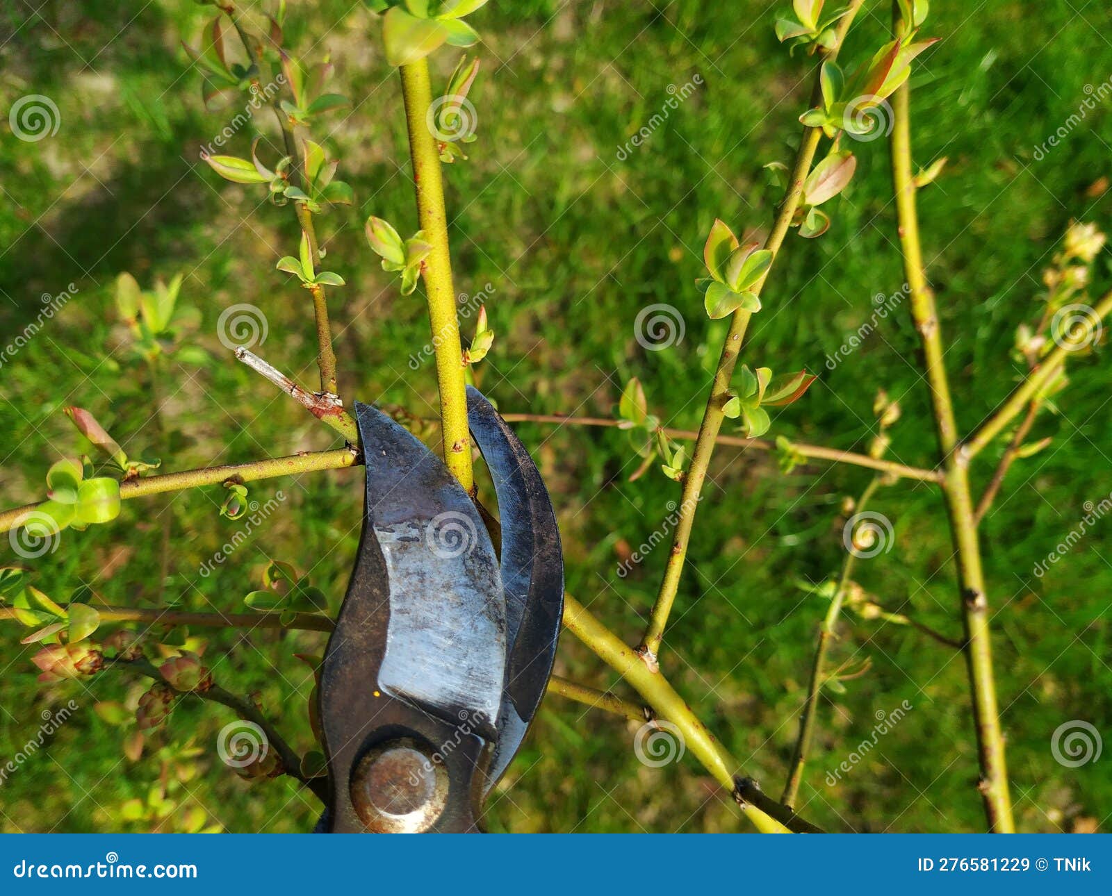 Pruning Branches of Bush with Pruning Shears in Spring. Pruning