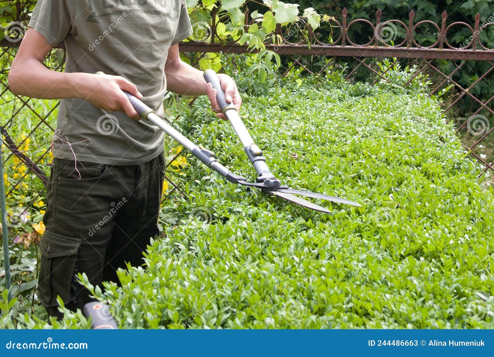 Pruning Bushes in the Garden with Large Garden Shears Stock Image