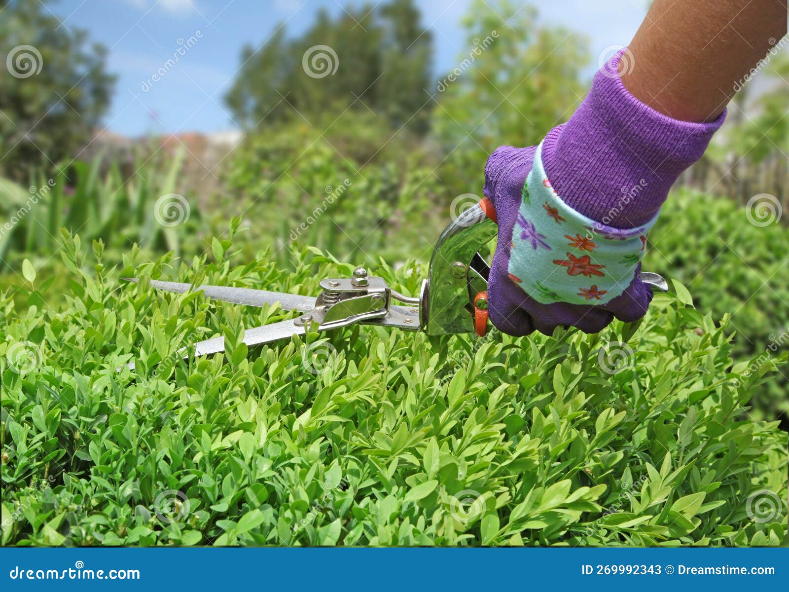 Pruning of a Buxus Hedge with a Shear Stock Image Image of garden