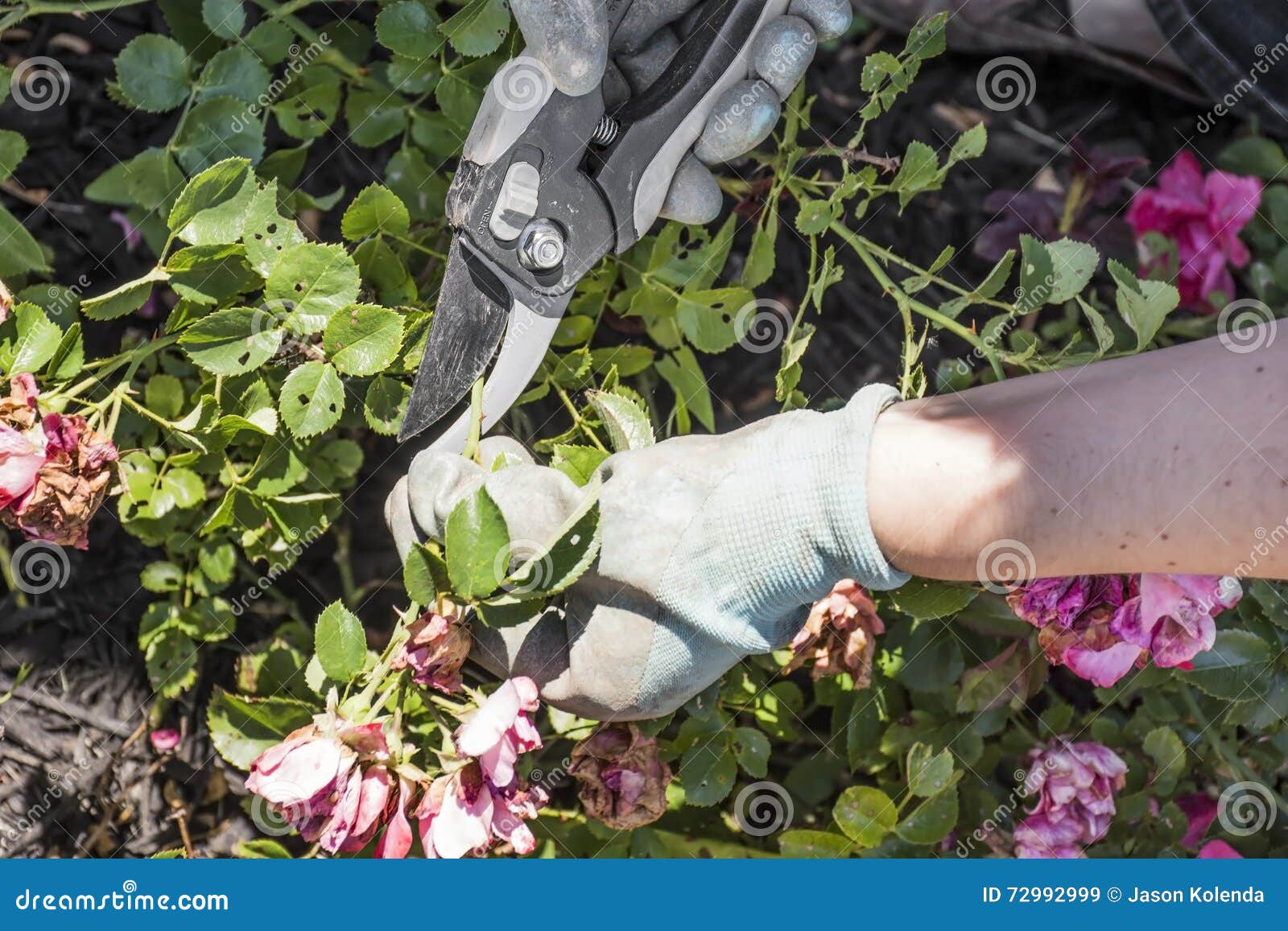 Pruning Drift Roses stock image. Image of leaves, rose 72992999