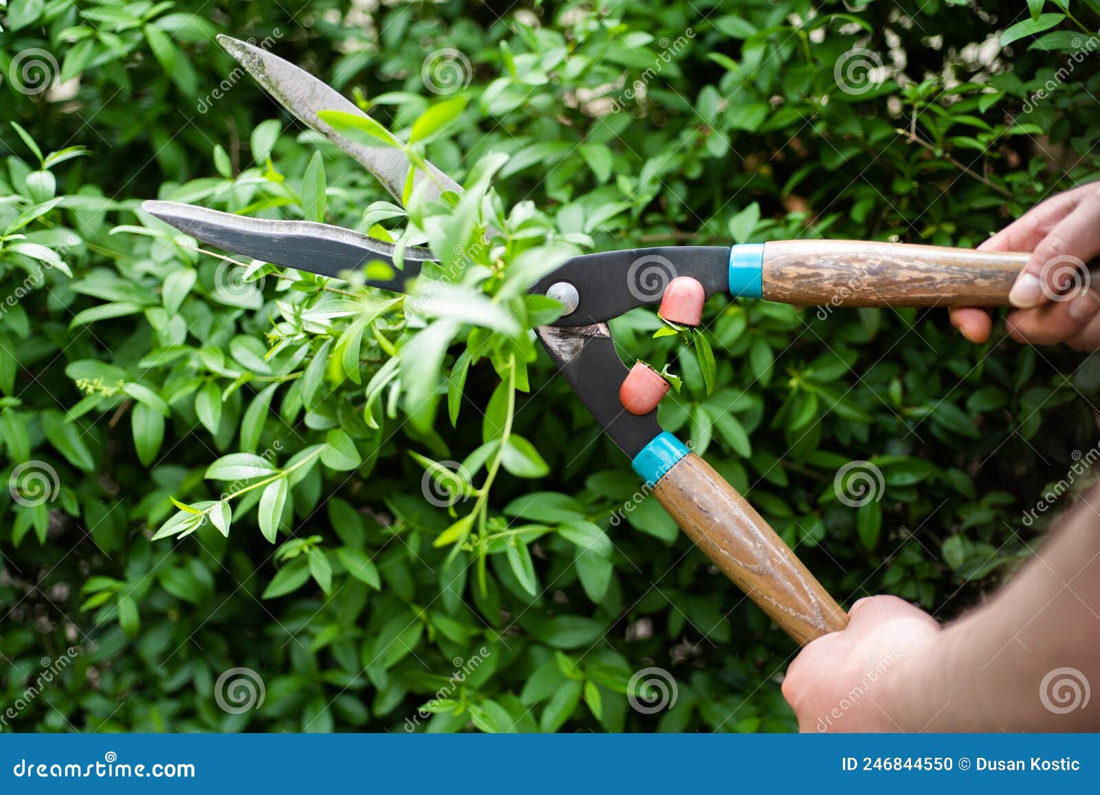 Pruning Evergreen Boxwood, Using Hedge Shears Stock Photo Image of scissors, pruning 246844550