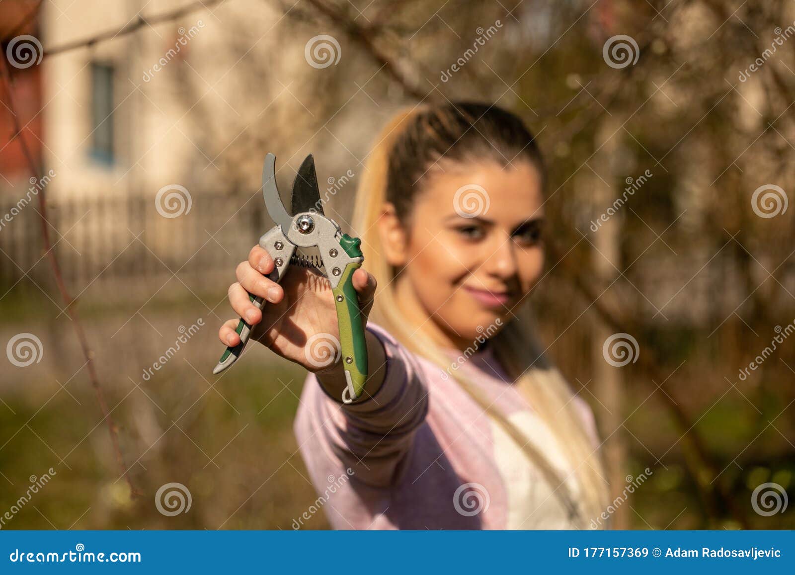 Pruning Fruit Tree Cutting Branches at Spring Stock Image Image of