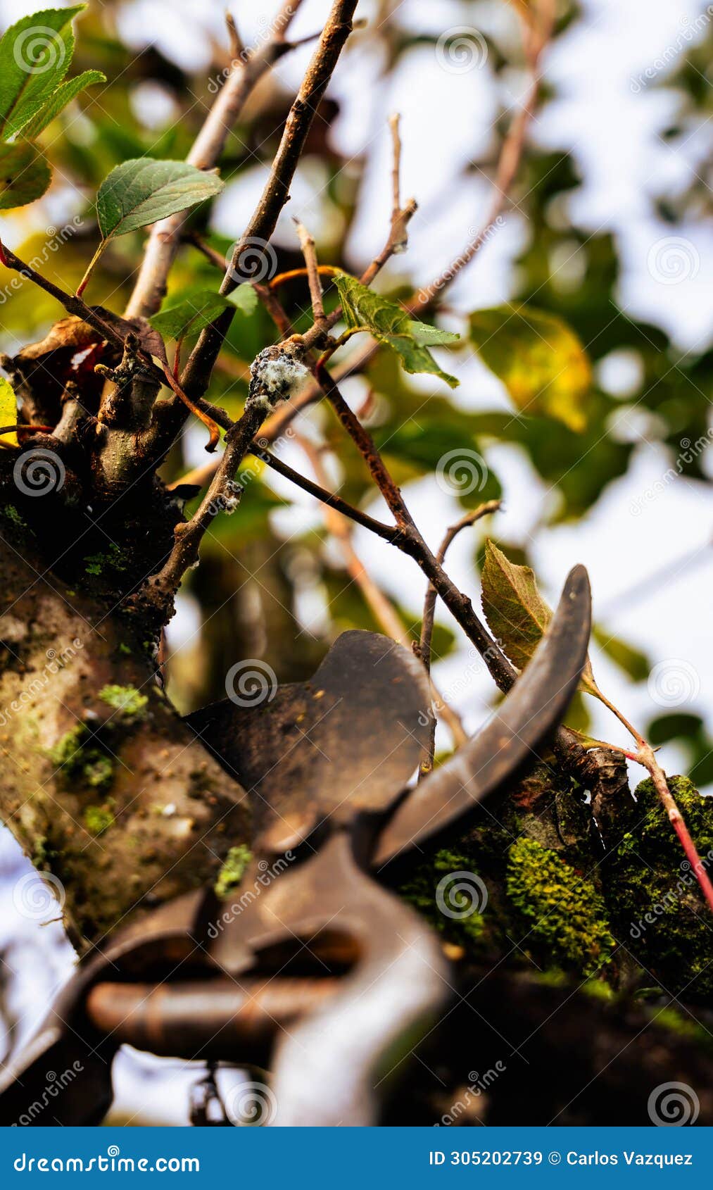 pruning of fruit trees