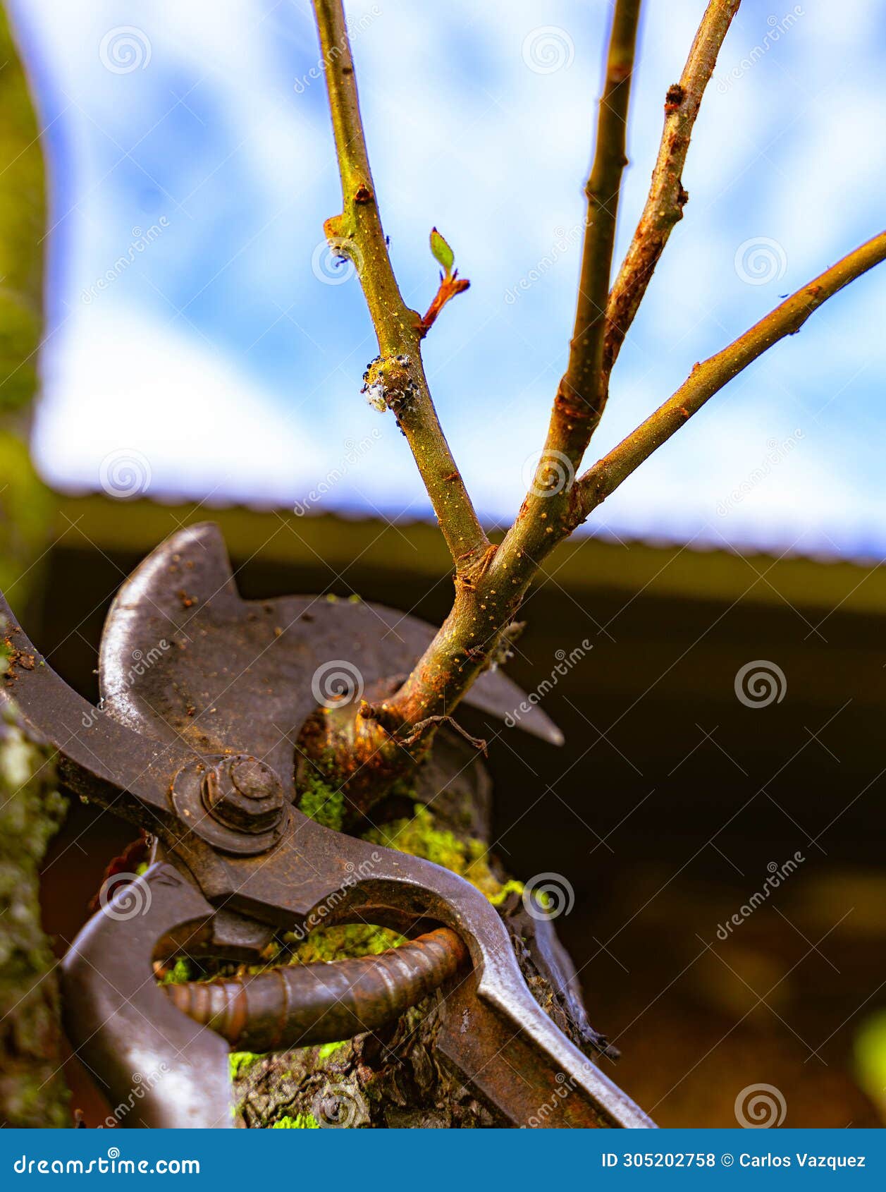 pruning of fruit trees