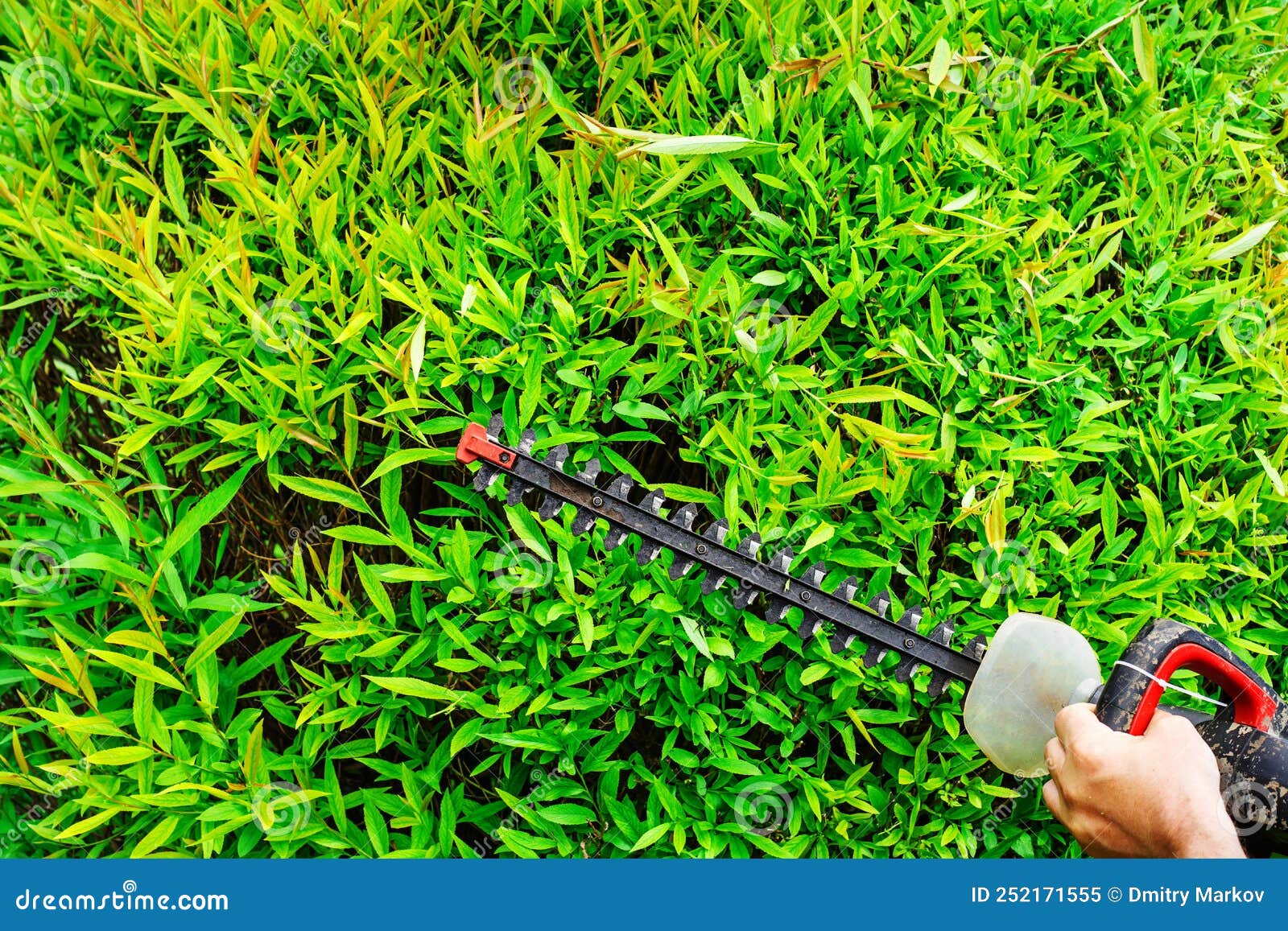 Pruning Green Spaces with an Electric Brush Cutter. Caring for Trees