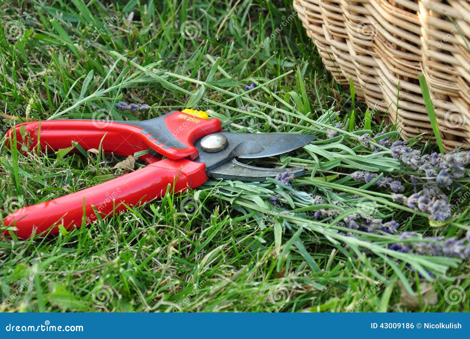 Pruning lavender stock photo. Image of lavender, gardening 43009186