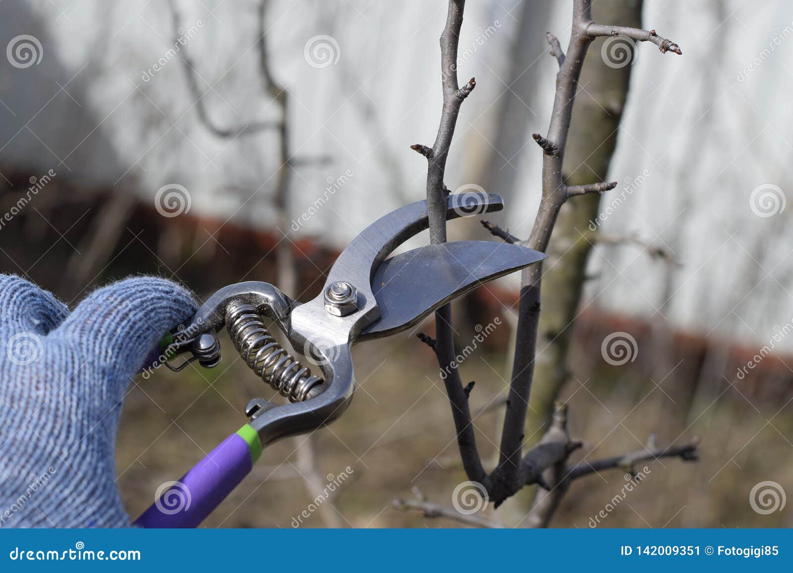 download pruning pear trees download pruning pear trees