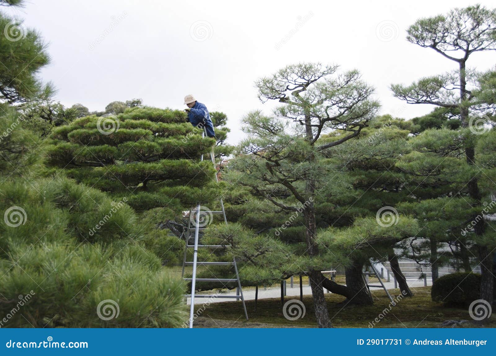 Pruning of Pine Trees in Japan Editorial Photo Image of botanical