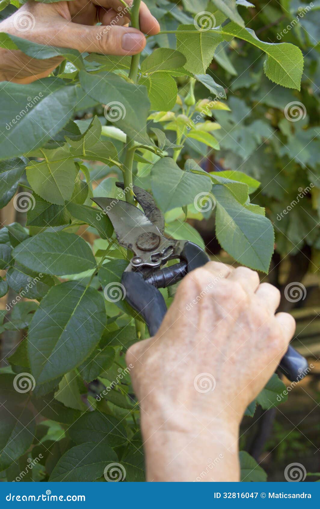 Pruning Rose with Secateurs. Stock Image Image of branch, growth