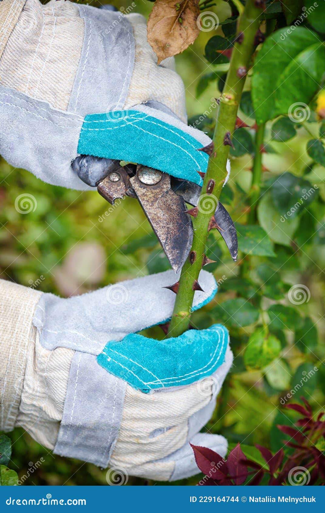 Pruning Roses in the Garden, Gardener`s Hands with Secateurs Stock