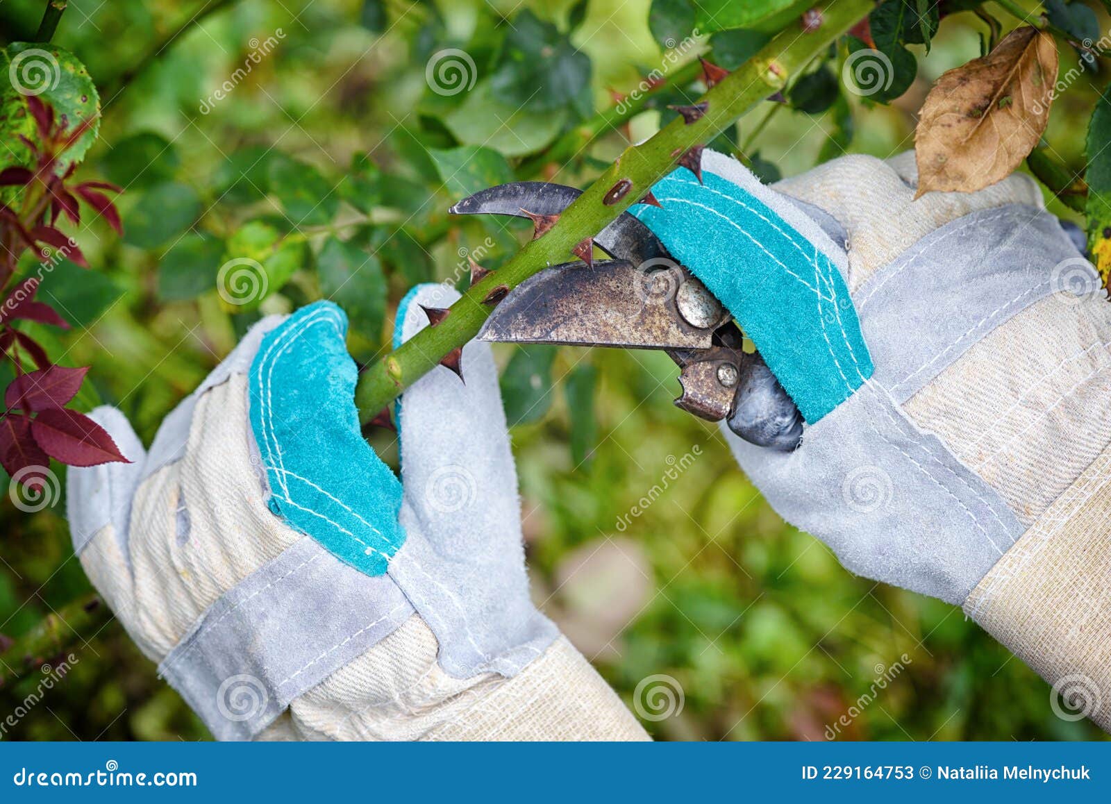 Pruning Roses in the Garden, Gardener`s Hands with Secateurs Stock