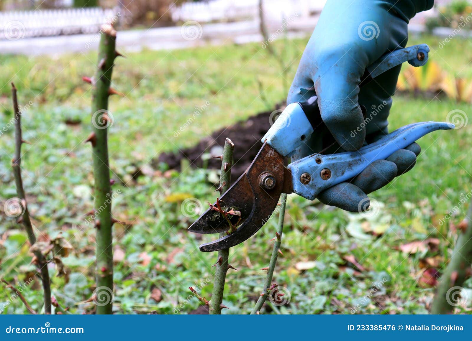 Pruning Roses with Pruning Shears. Gloved Hand with Garden Shears