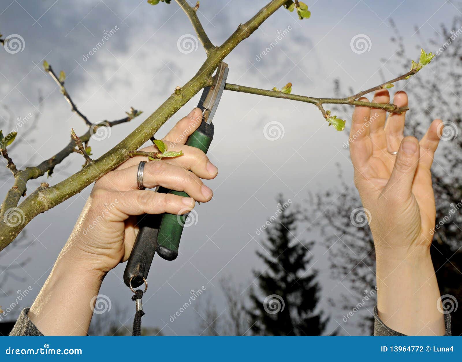 Pruning shear stock photo. Image of garden, spring, tree 13964772
