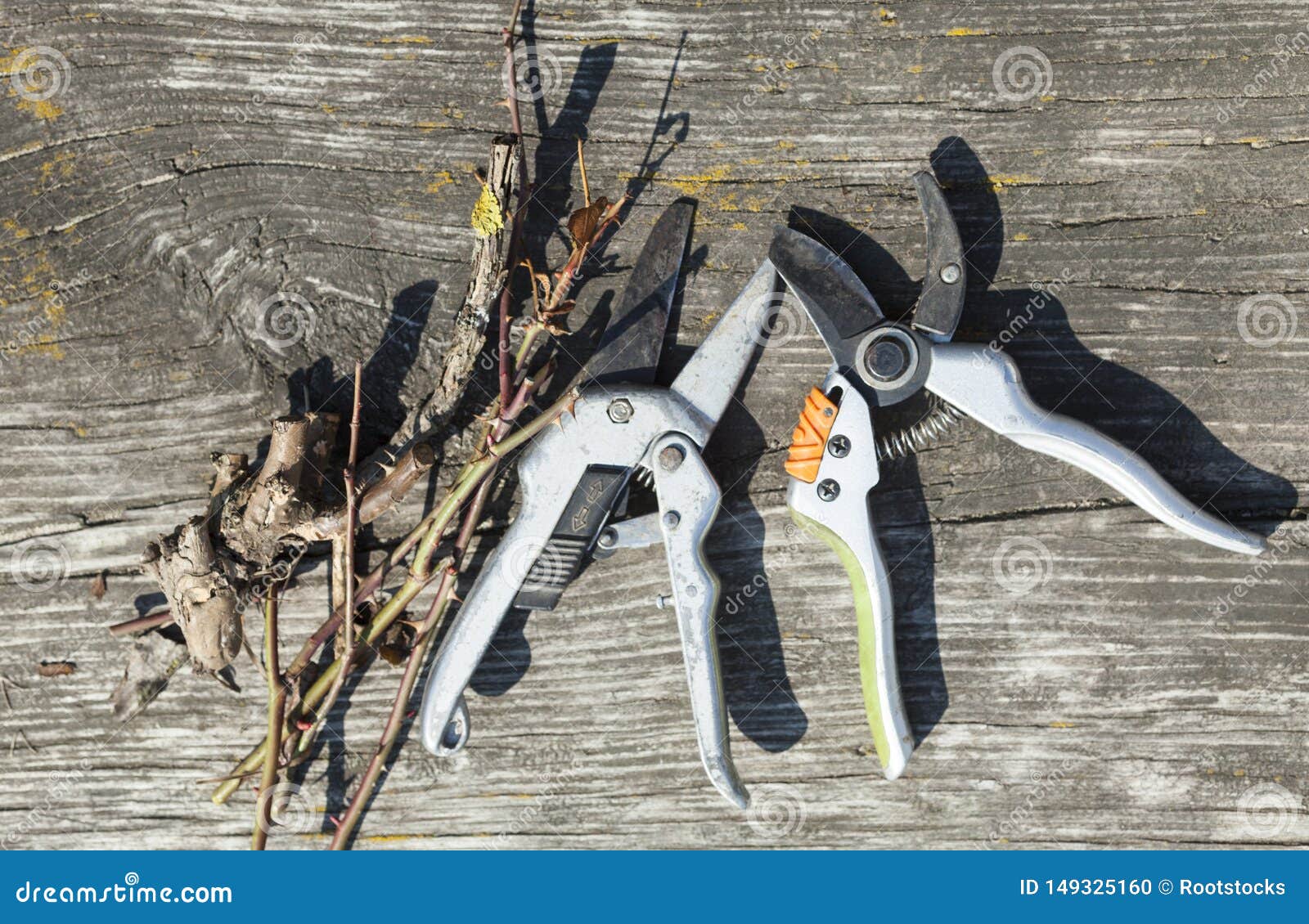 Pruning Shears and Cut Branches Stock Photo Image of abstract, background 149325160