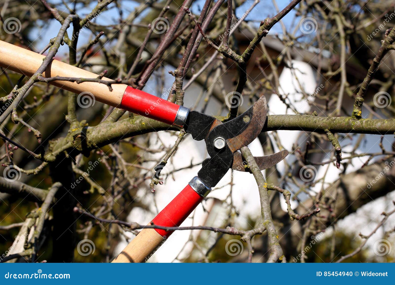 Pruning Shears in the Garden in Early Spring Stock Photo Image of