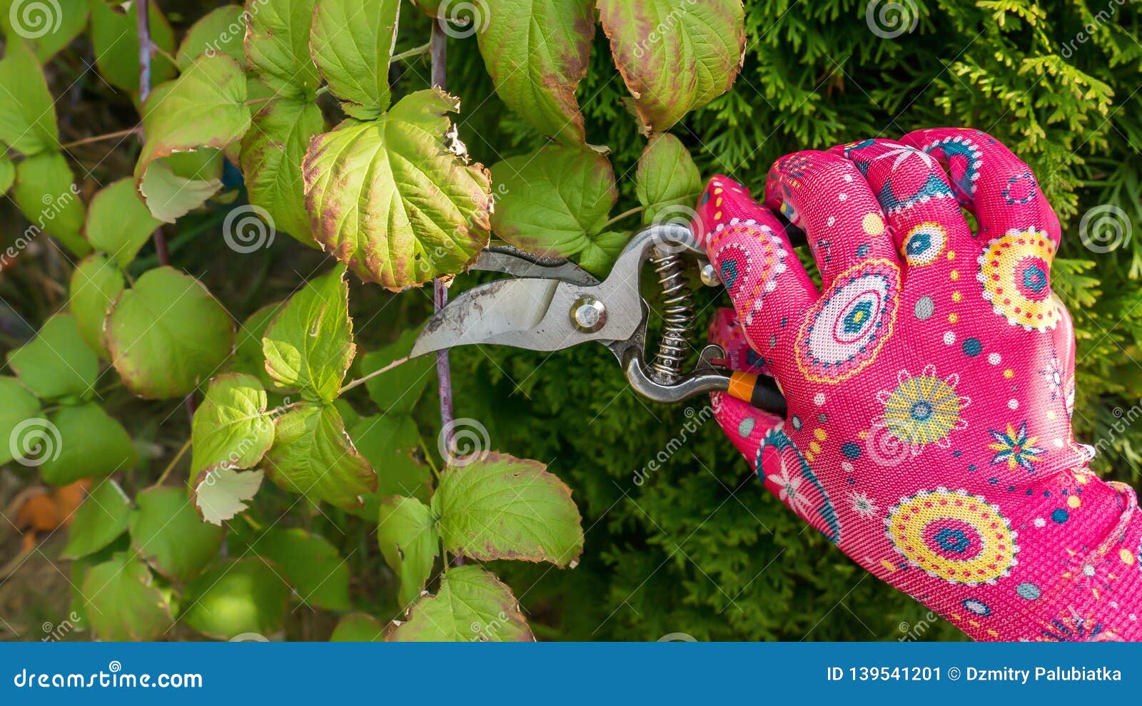 Pruning with Shears, Spring Works Stock Image Image of cutter, plant