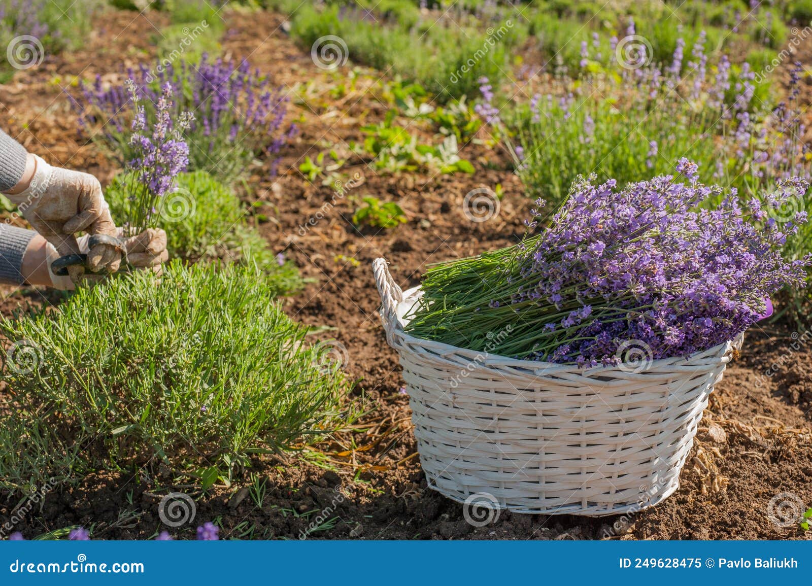 Pruning Shrubs in a Lavender Stock Image Image of care, french 249628475