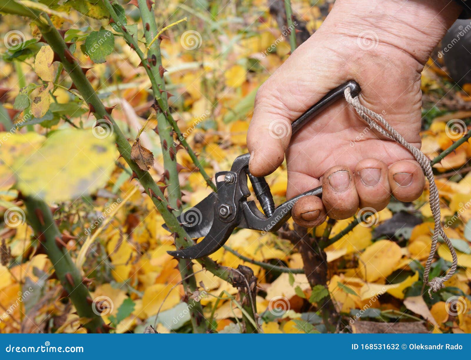 pruning tips to prevent wind-rock. shorten the stems of tall bush roses to reduce wind-rock during winter gales
