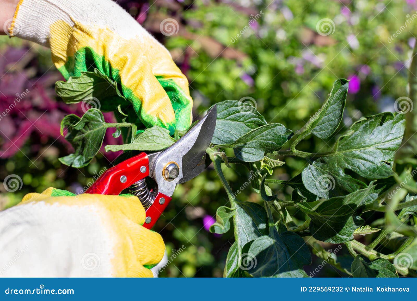 Pruning Tomato Bushes with Pruning Shears. Growing and Caring for