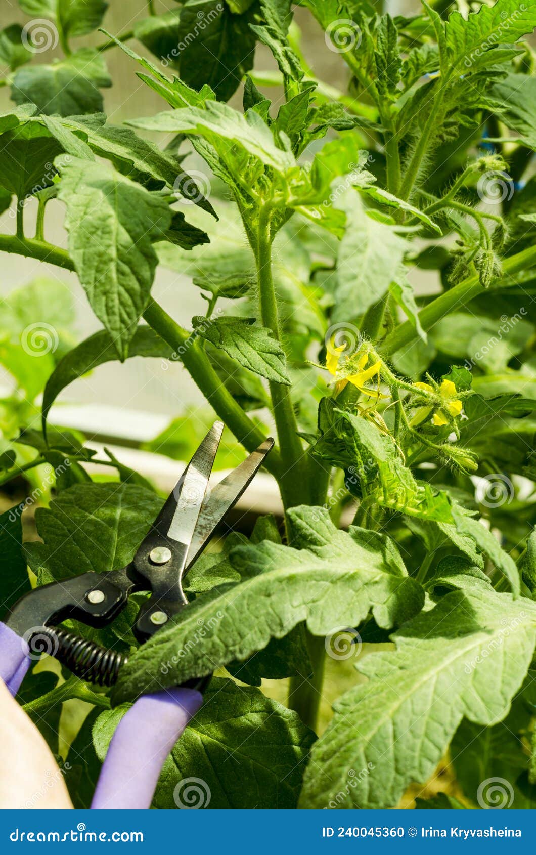 pruning tomato plants download pruning tomato plants download