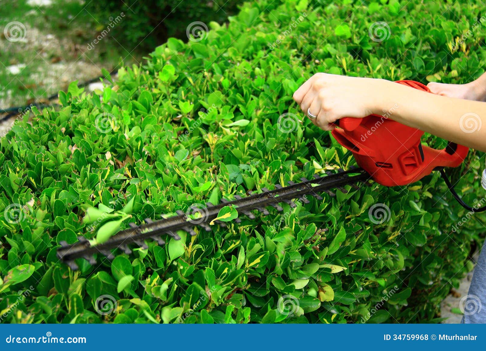 pruning tool on green shrub