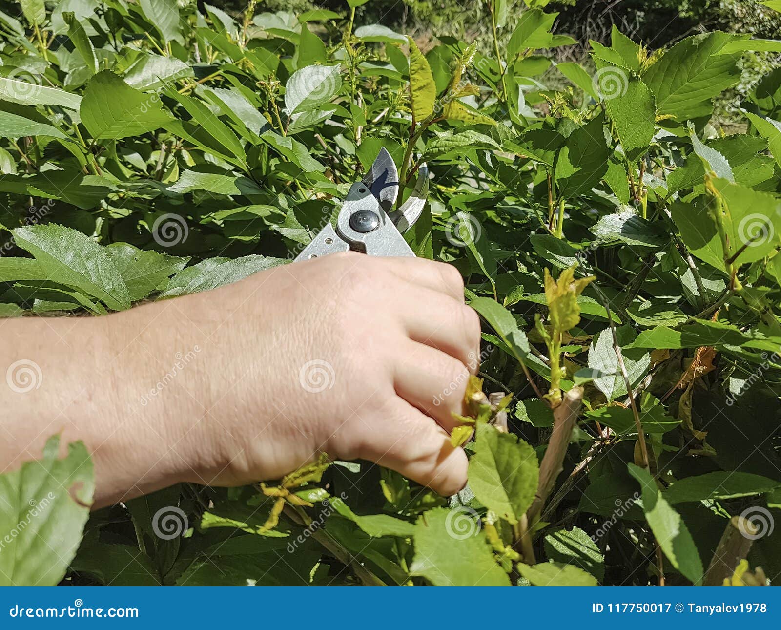 Pruning Trees, Caring Seasonal Shear for the Garden Stock Image Image