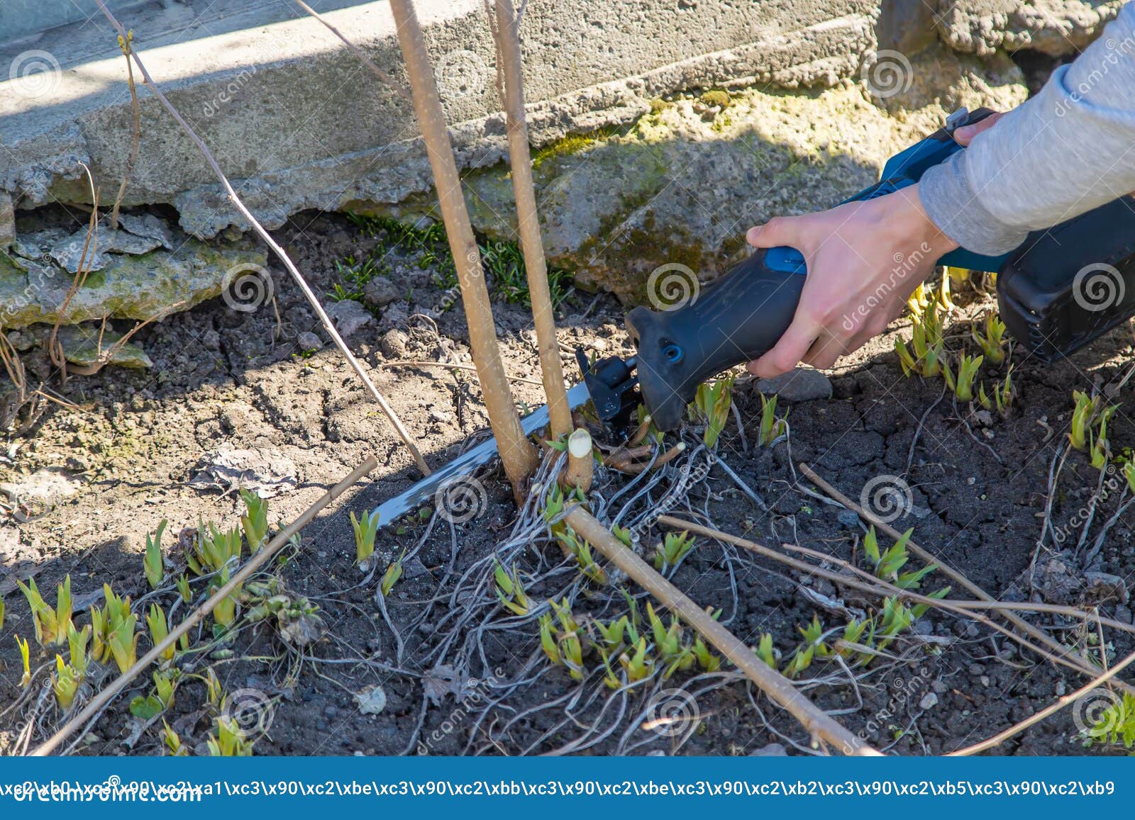 Pruning Trees with an Electric Saw. Selective Focus Stock Photo Image of equipment, blade