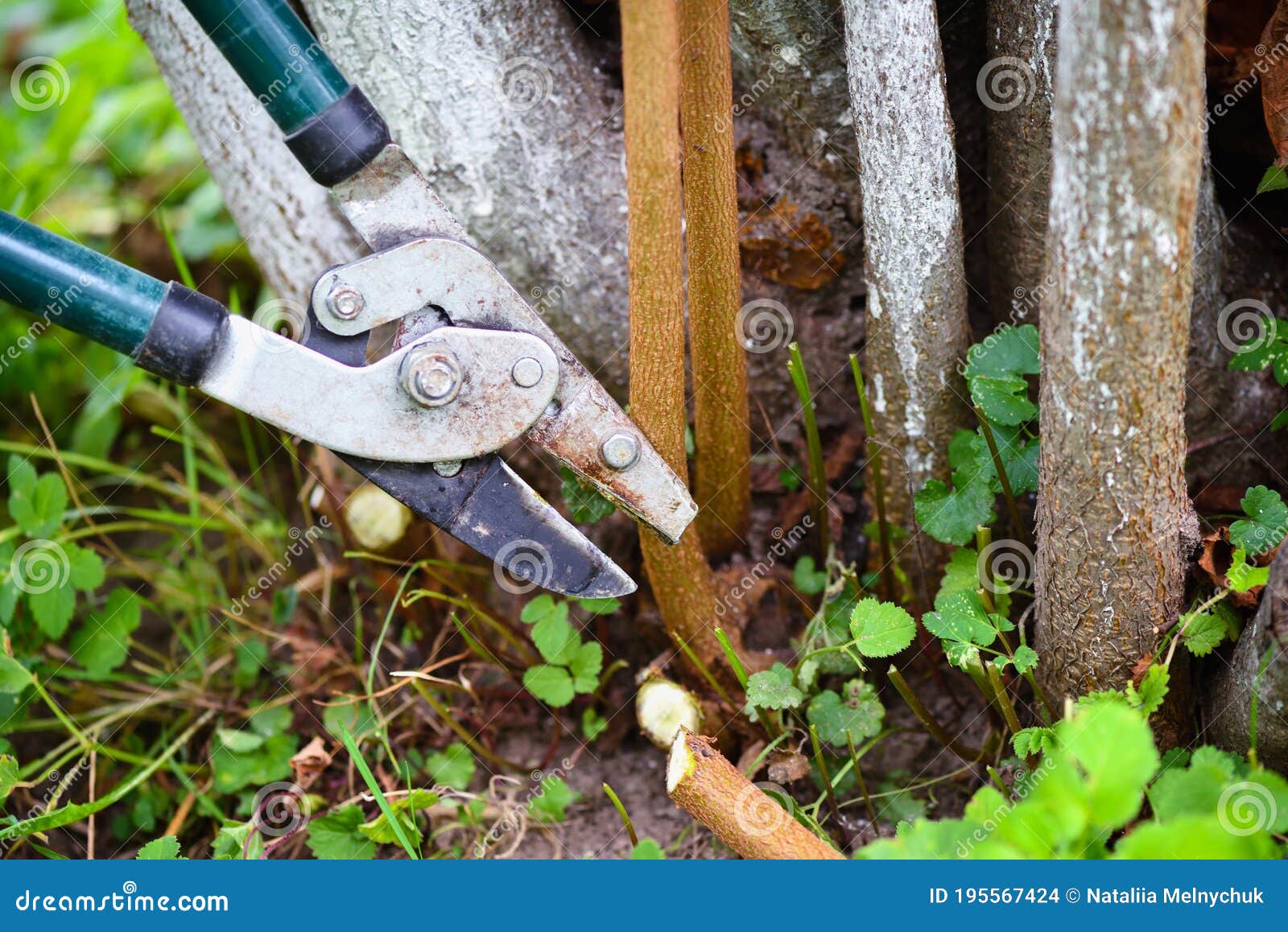 Pruning Trees with Garden Pruners in the Autumn Garden Stock Photo