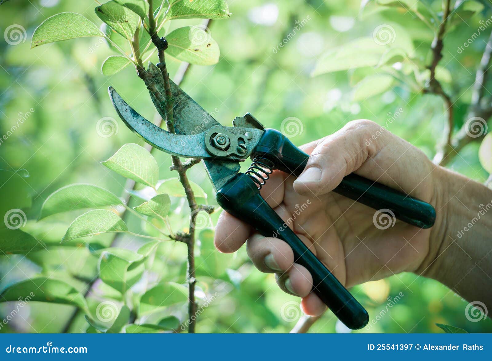 Pruning of Trees with Secateurs Stock Image Image of outdoors