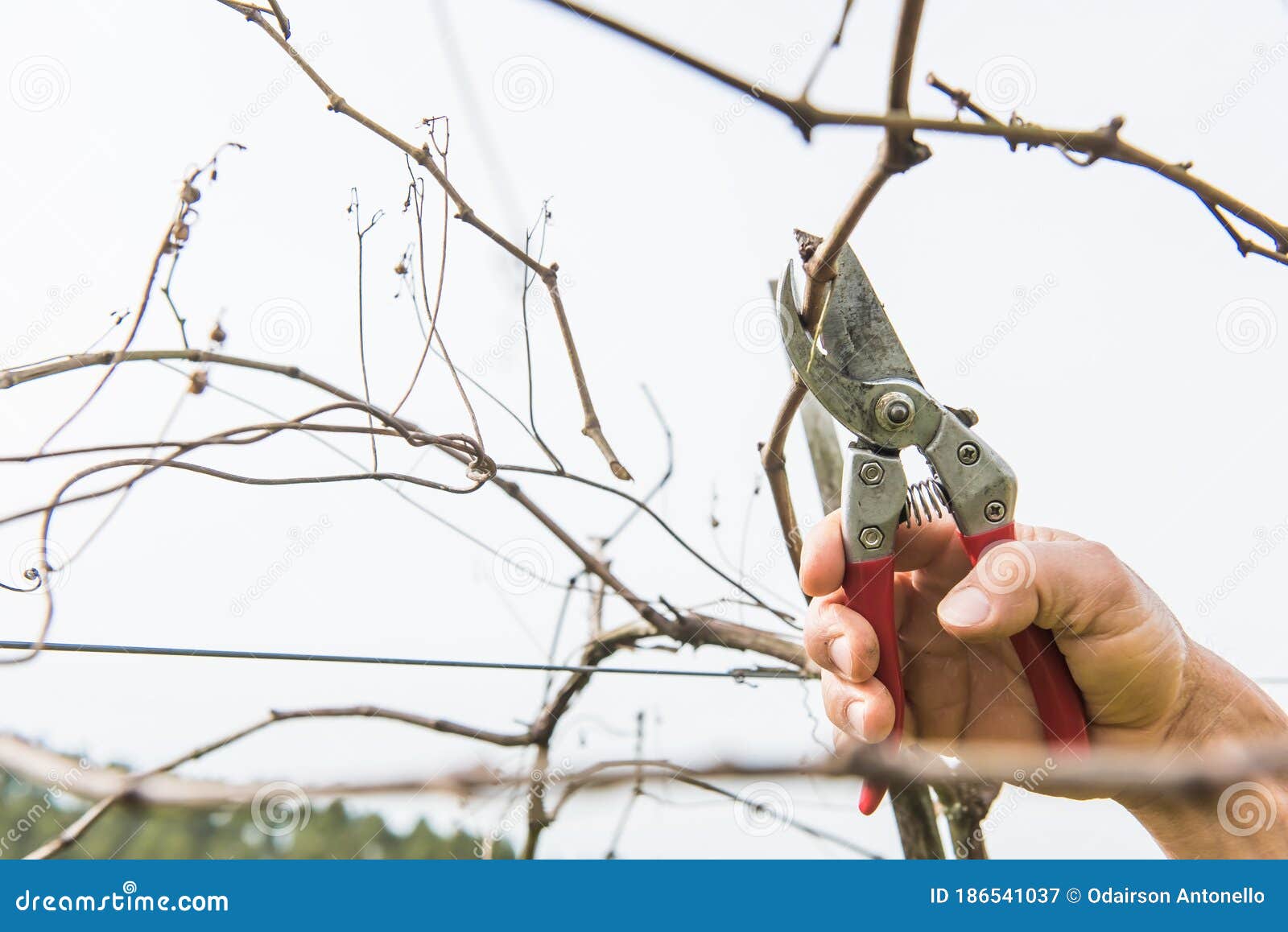 Pruning the Vineyards after Harvesting. Stock Image Image of