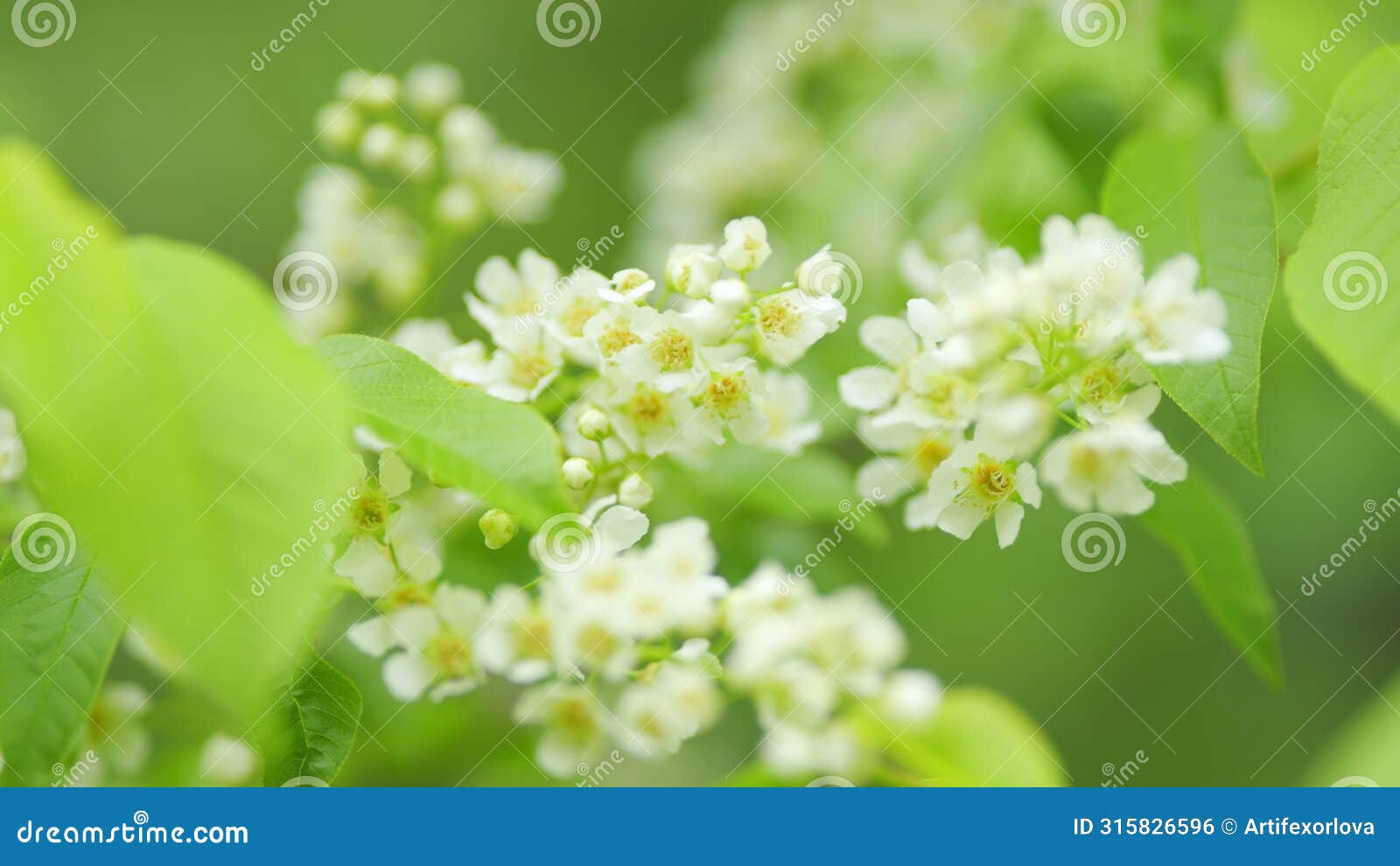 prunus padus or known as bird cherry. bird cherry in bloom. flowering plant in the rose family rosaceae. slow motion.