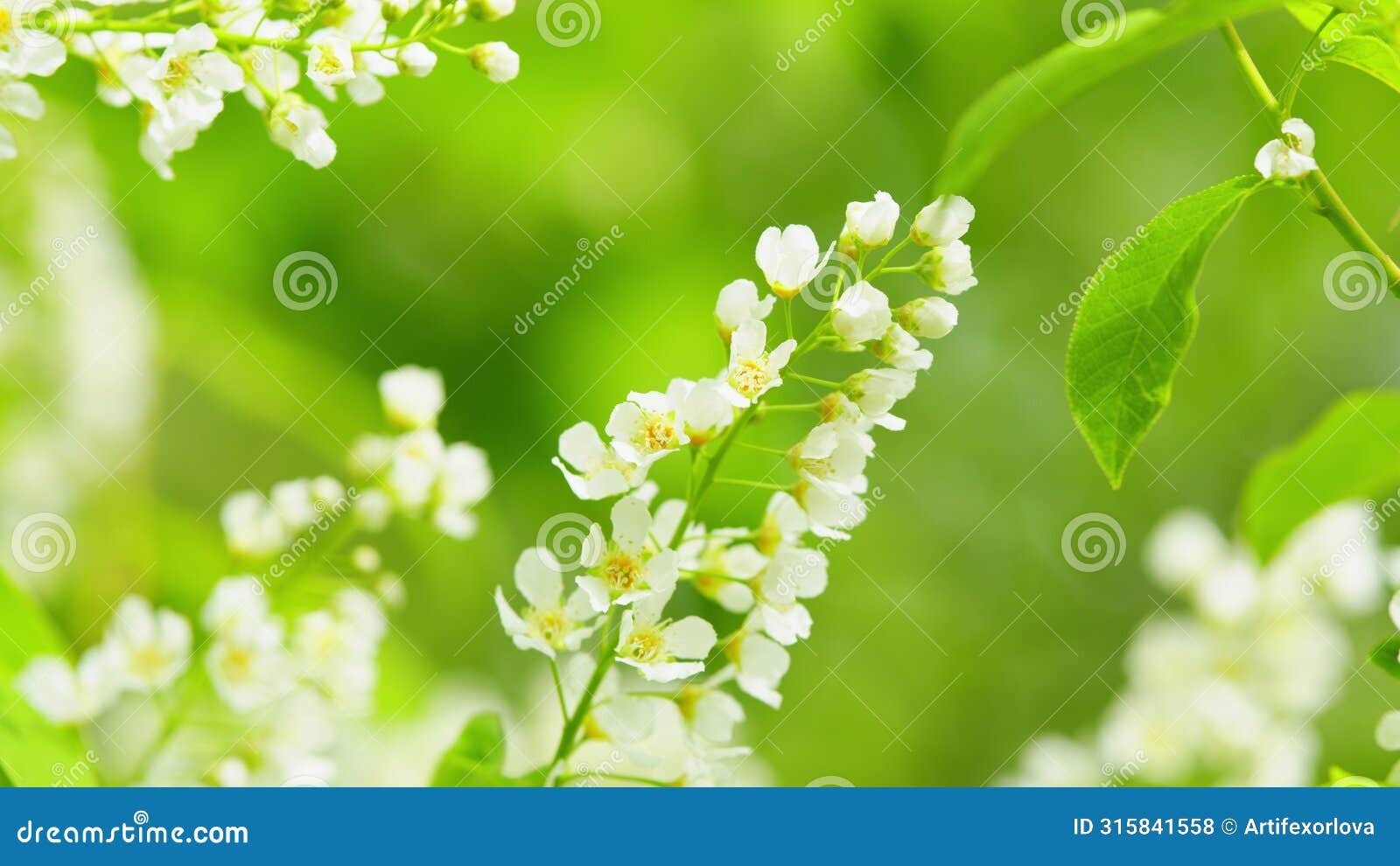 prunus padus or known as bird cherry. bird cherry in bloom. flowering plant in the rose family rosaceae. slow motion.