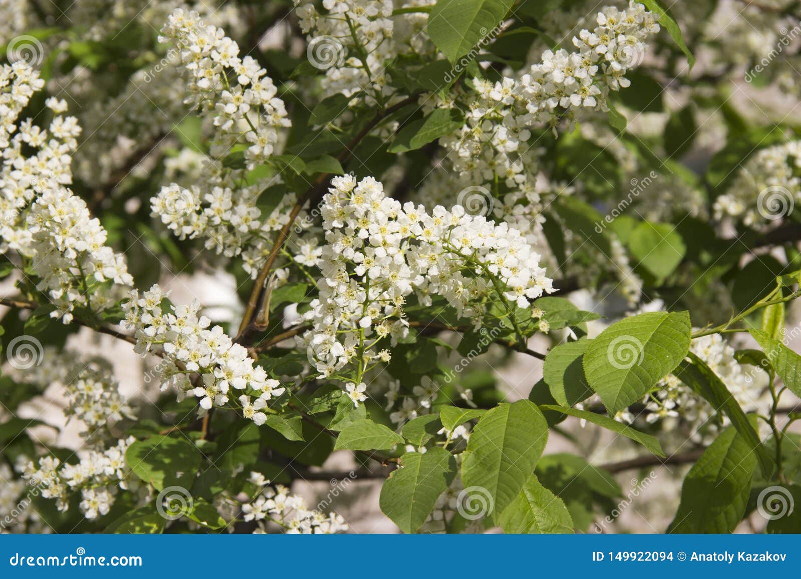 Prunus Padus Branch with White Flowers Stock Photo - Image of allergy ...