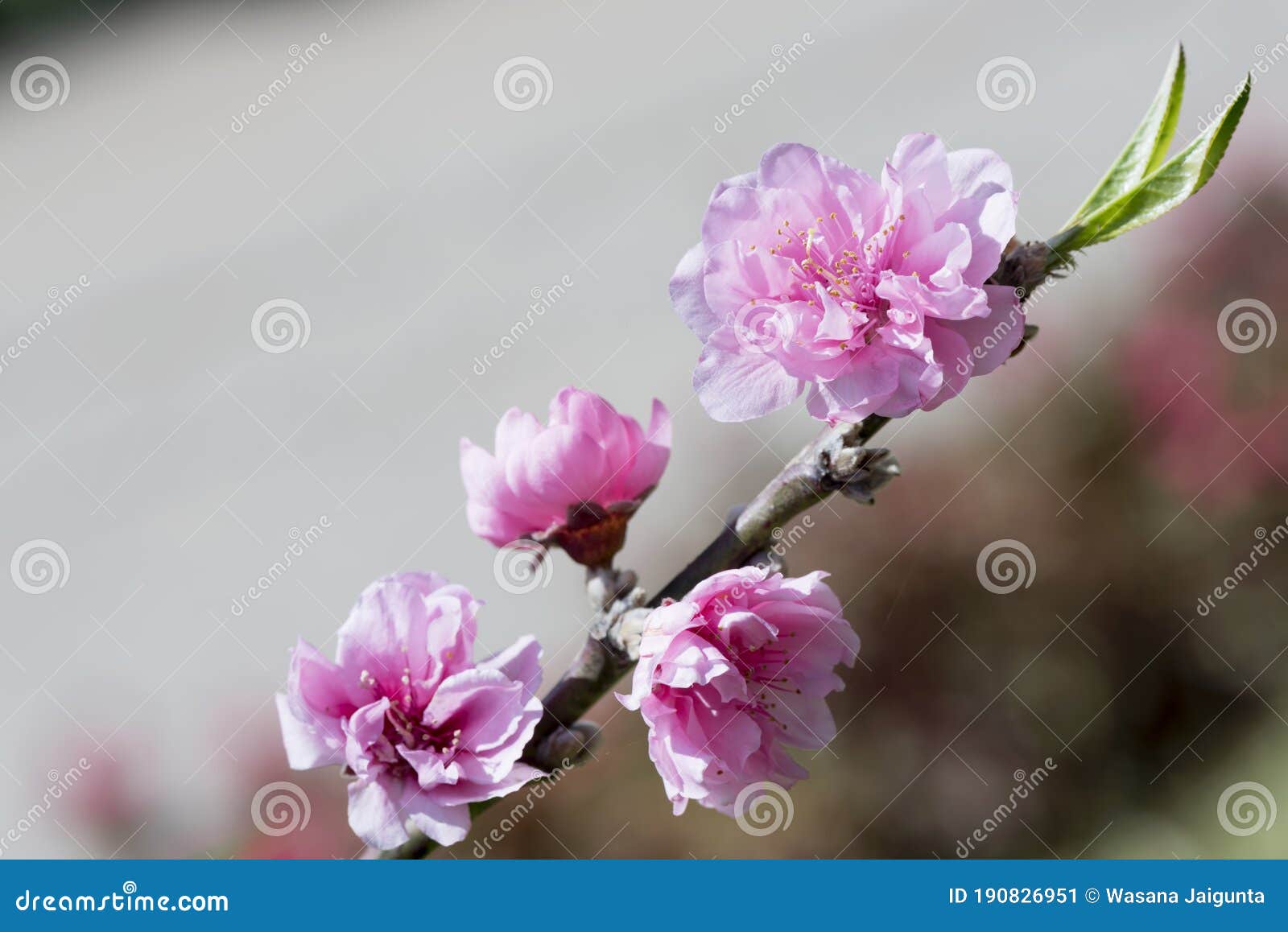 Prunus Persica Flor De Durazno Floreciendo En El Jardín. Imagen de archivo  - Imagen de ornamental, crudo: 190826951