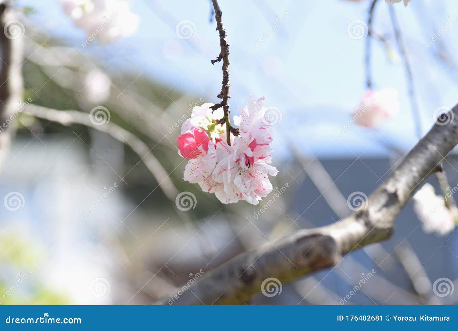 prunus persica hana peach