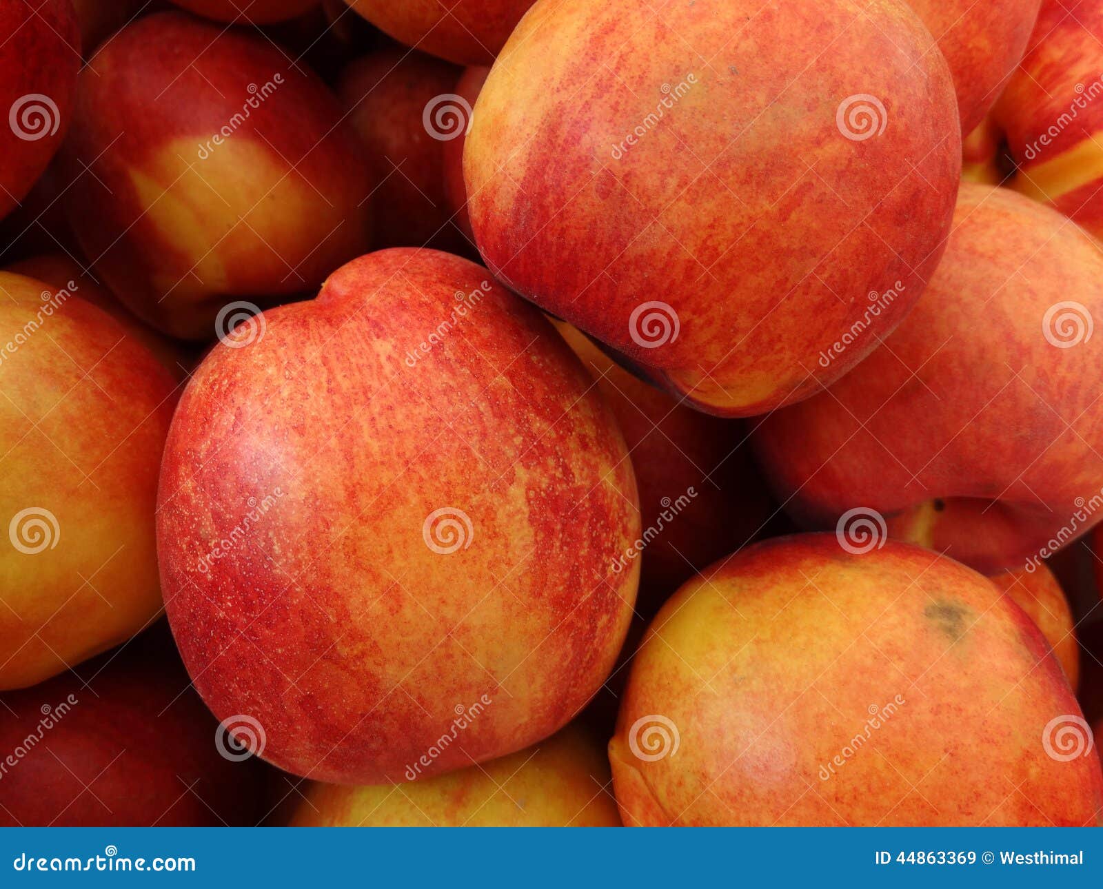 Prunus Persicanucipersica 'Gele Nectarine' Stock Afbeelding Image of