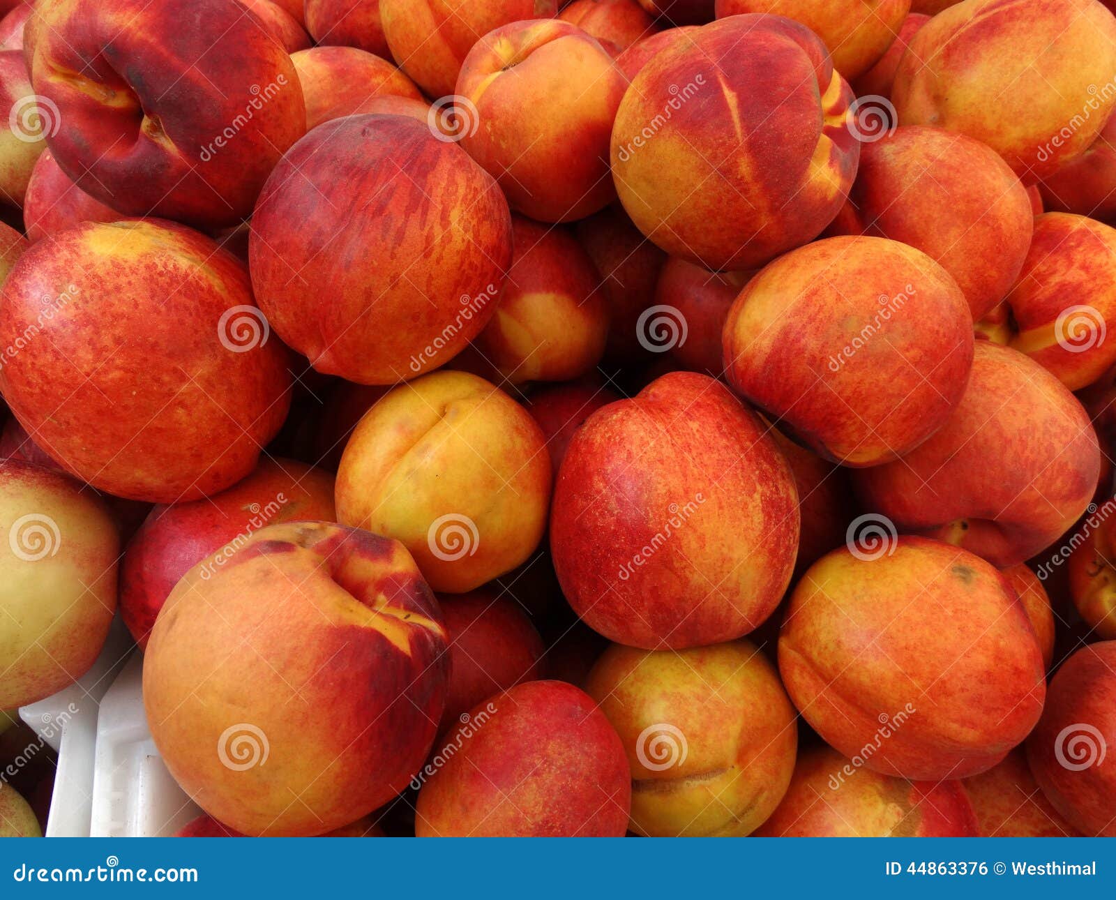 Prunus Persicanucipersica 'Gele Nectarine' Stock Foto Image of