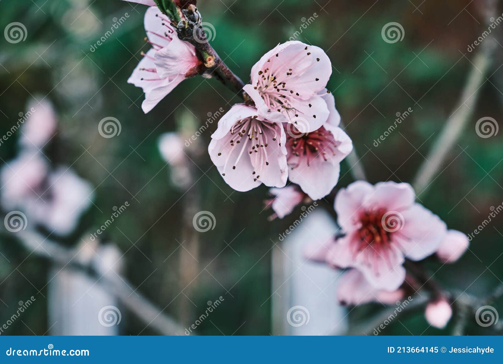 Prunus Persica Pink Flowers Stock Image - Image of peach, garden: 213664145