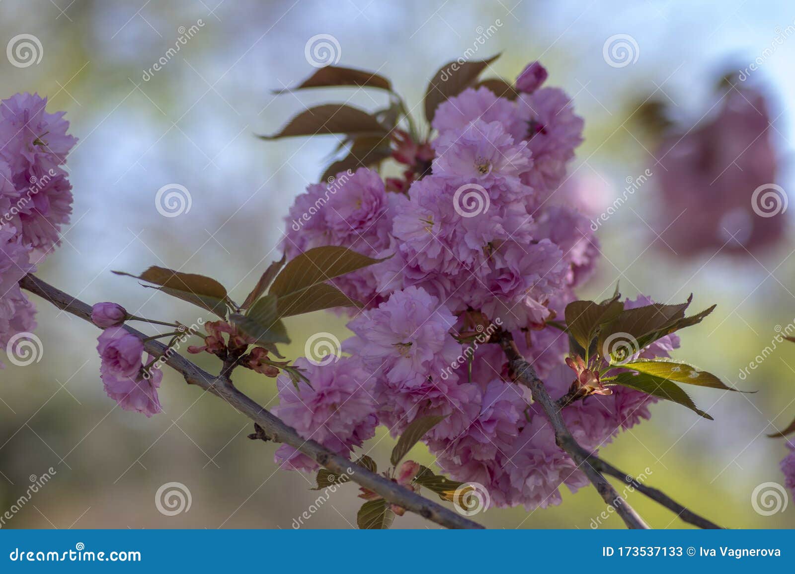 prunus serrulata japanese cherry tree double flower cultivation called sakura or taihaku in bloom, flowering oriental cherry