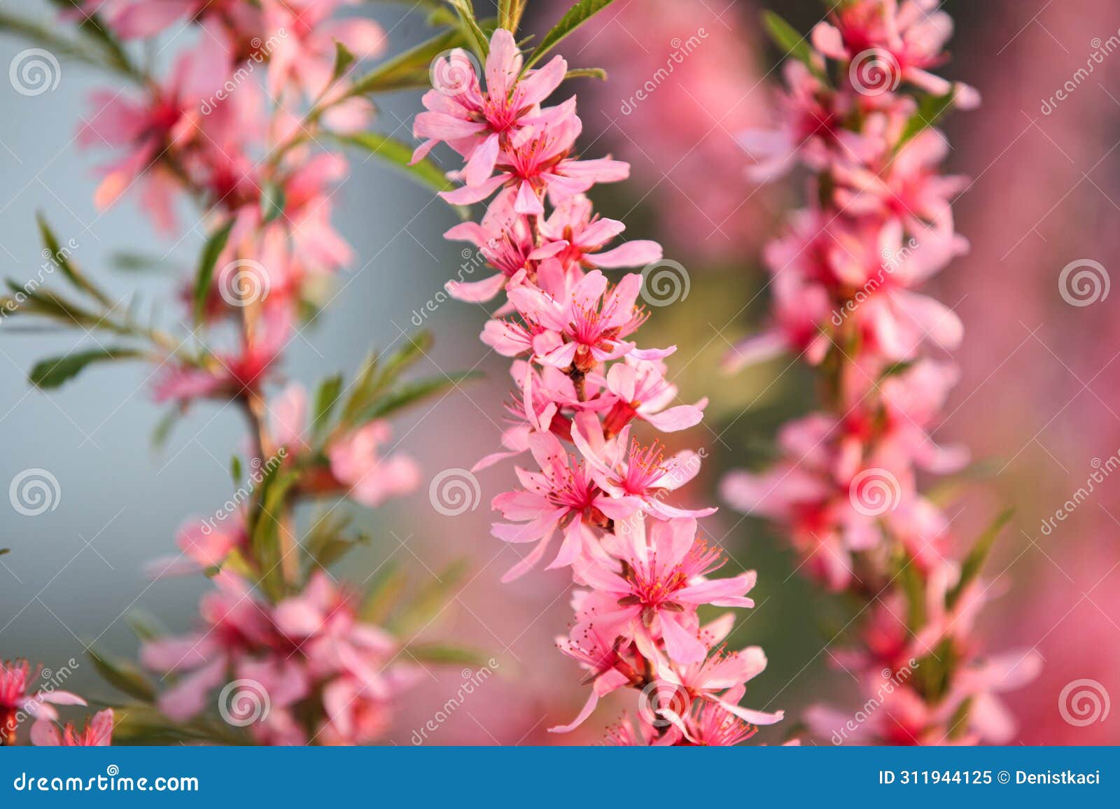 prunus tenella, dwarf russian almond blossomed in the spring garden