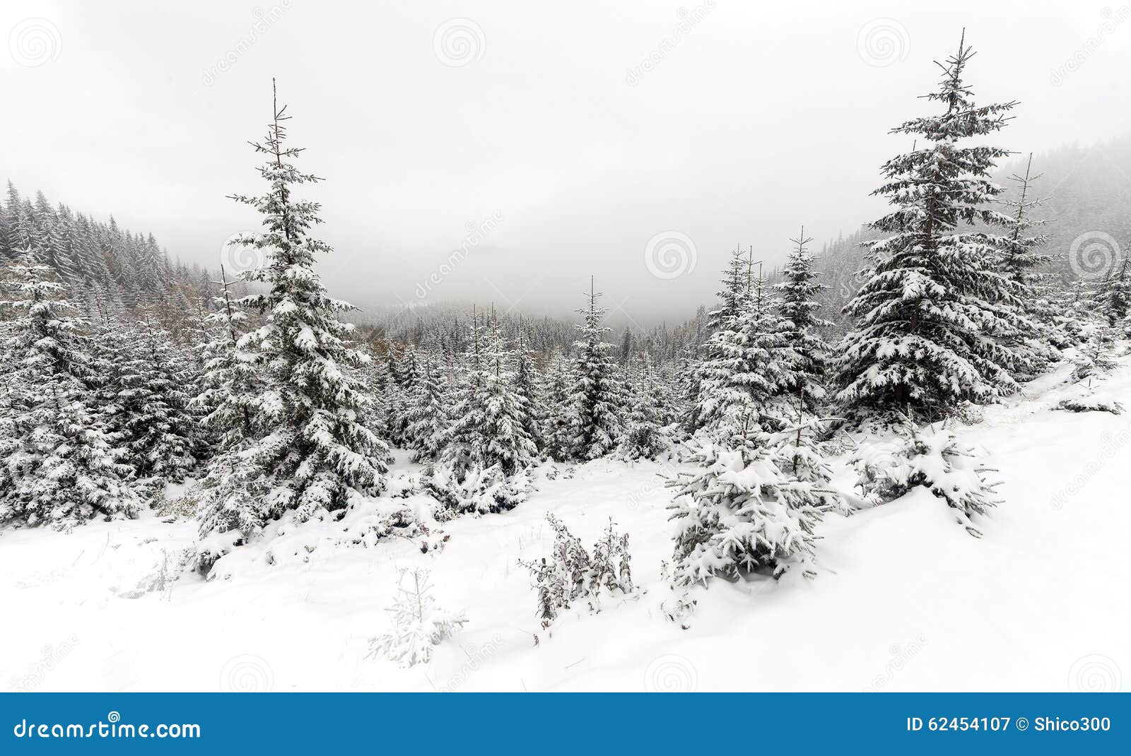 Prydligt träd dimmiga Forest Covered vid insnöat vinterlandskap