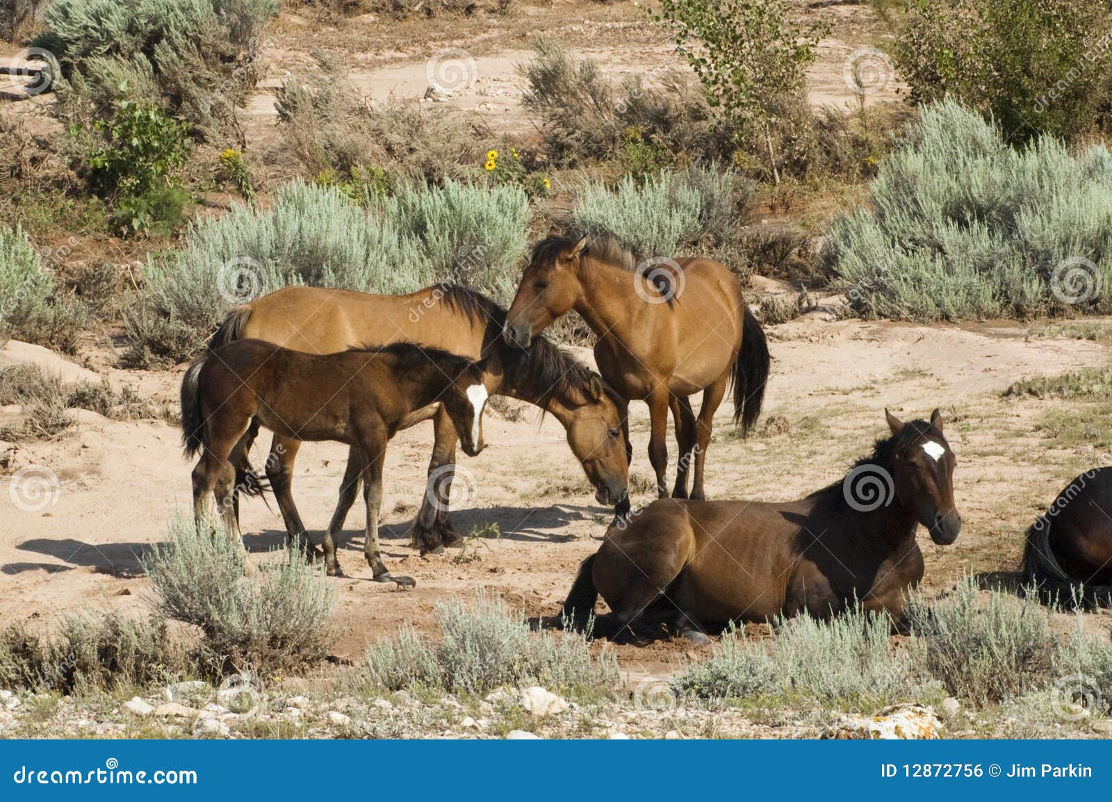 Pryor Mountain mustangs stock photo. Image of mare, open 12872756