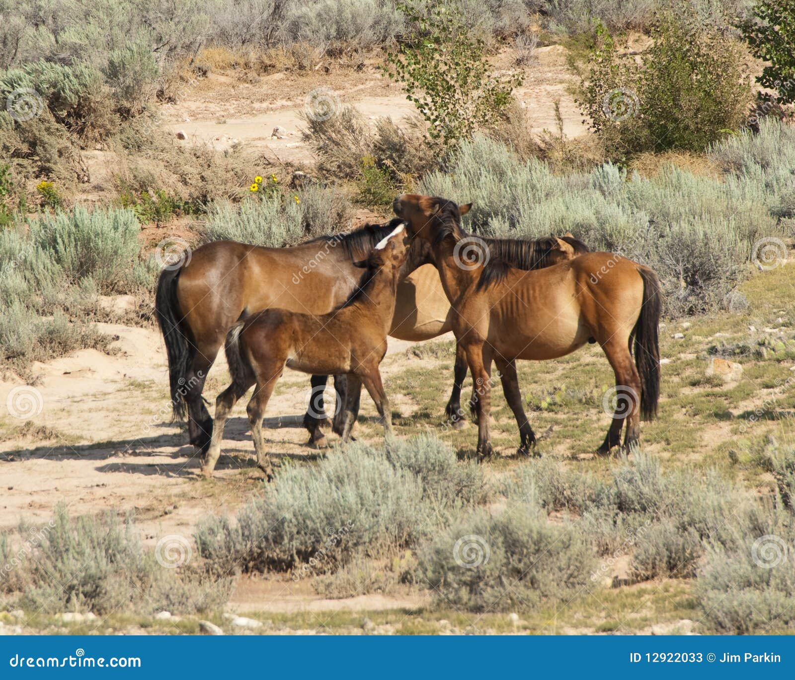 Pryor Mountain mustangs stock image. Image of canyon 12922033