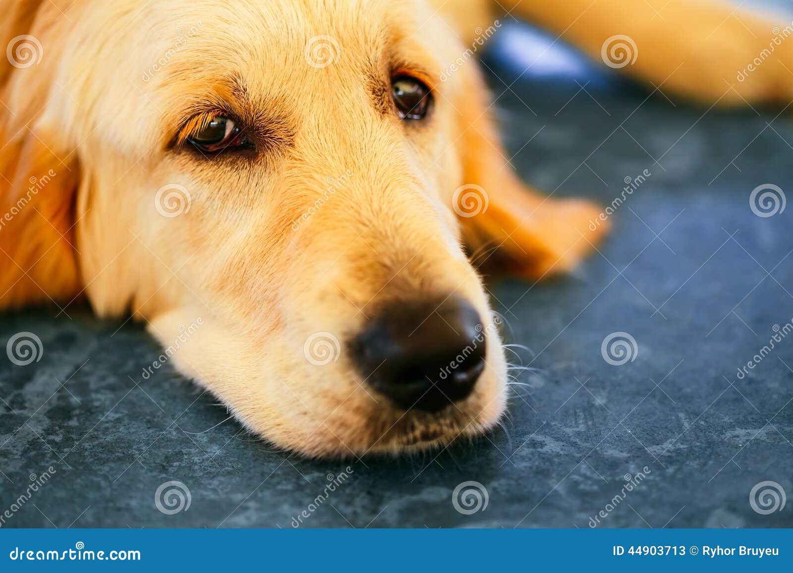 Przegrany Bezdomny Głodny Złoty Labrador Retriever psa â€ ‹â€ ‹Sleepin. Przegrany Bezdomny Głodny Złoty Labrador Retriever psa â€ ‹â€ ‹dosypianie Na Zimnej podłoga