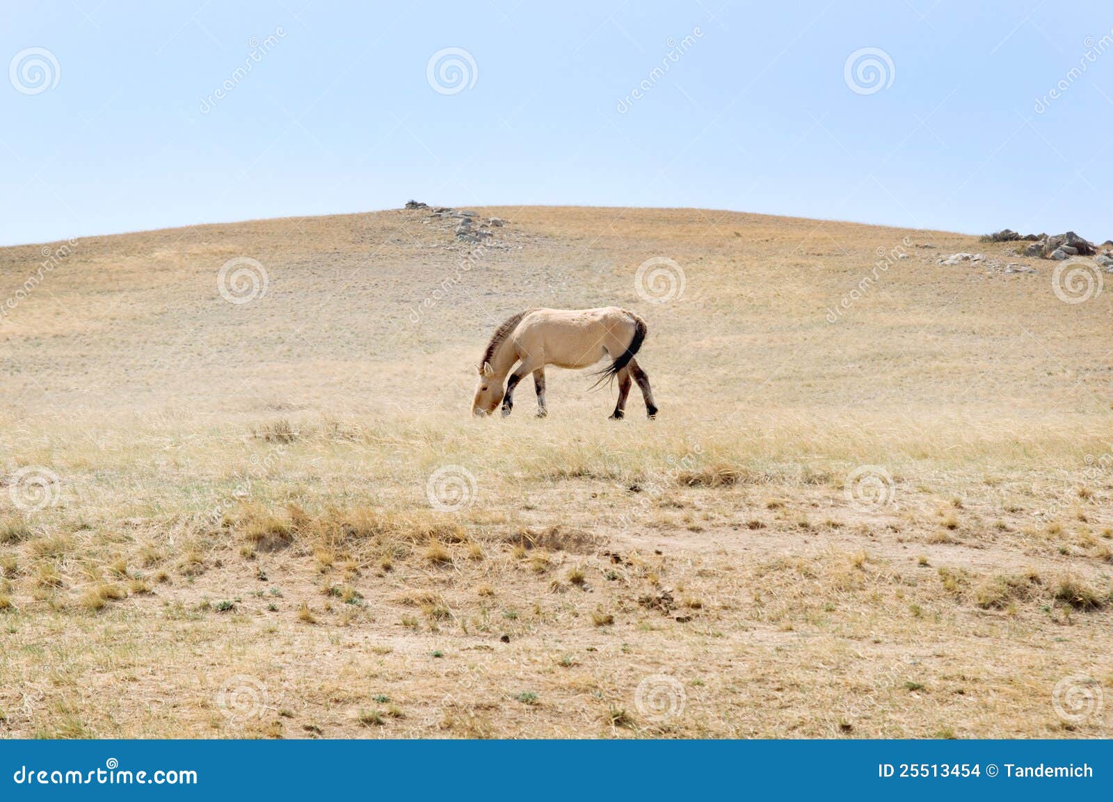 przewalski horse