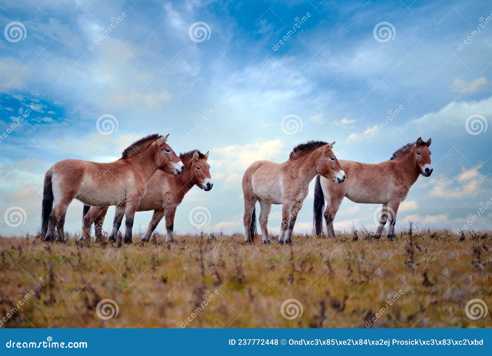 przewalski`s horse with magical evening sky, nature habitat in mongolia. horse in stepee grass. wildlife in mongolia. equus ferus