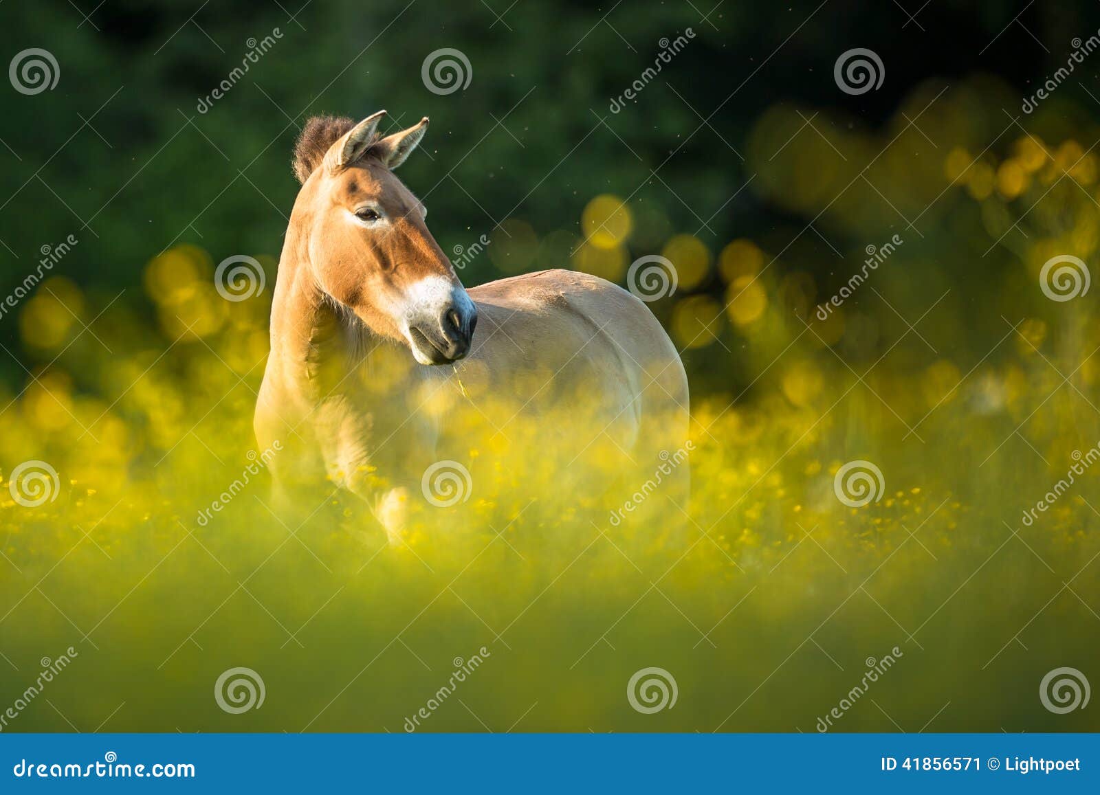 阿拉伯母马和马驹在一个绿色领域与树和白板篱芭在背景中 库存图片. 图片 包括有 绿色, 哺乳动物, 马驹 - 122321897